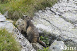 Alpine Marmot (Marmota marmota)