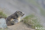 Alpine Marmot (Marmota marmota)