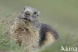 Alpine Marmot (Marmota marmota)