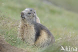 Alpine Marmot (Marmota marmota)