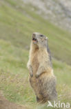 Alpine Marmot (Marmota marmota)