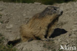 Alpine Marmot (Marmota marmota)