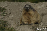 Alpine Marmot (Marmota marmota)