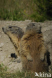 Alpine Marmot (Marmota marmota)