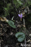 Alpenviooltje (Cyclamen purpurascens)