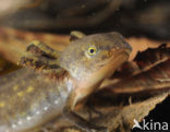 Alpine Newt (Ichthyosaura alpestris)