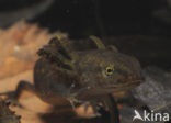 Alpine Newt (Ichthyosaura alpestris)