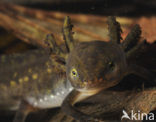 Alpine Newt (Ichthyosaura alpestris)