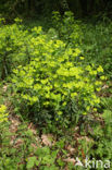 Amandelwolfsmelk (Euphorbia amygdaloides) 