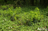 Amandelwolfsmelk (Euphorbia amygdaloides) 