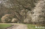 Juneberry (Amelanchier lamarckii)