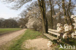 Amerikaans krentenboompje (Amelanchier lamarckii)