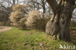 Juneberry (Amelanchier lamarckii)