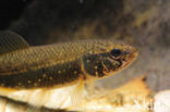 Striped Mud Minnow (Umbra pygmaea)