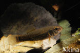 Striped Mud Minnow (Umbra pygmaea)