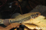 Striped Mud Minnow (Umbra pygmaea)