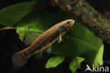 Striped Mud Minnow (Umbra pygmaea)