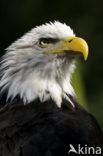 American bald eagle (Haliaeetus leucocephalus)