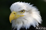 American bald eagle (Haliaeetus leucocephalus)