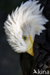 American bald eagle (Haliaeetus leucocephalus)