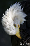 American bald eagle (Haliaeetus leucocephalus)