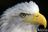 American bald eagle (Haliaeetus leucocephalus)