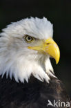American bald eagle (Haliaeetus leucocephalus)