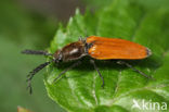 Anostirus castaneus