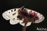 Apollovlinder (Parnassius apollo) 