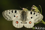 Apollovlinder (Parnassius apollo) 