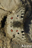 Apollovlinder (Parnassius apollo) 
