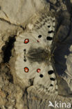 Apollo (Parnassius apollo) 