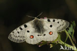 Apollovlinder (Parnassius apollo) 