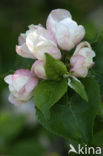 Apple (Malus domesticus)