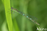 Azuurwaterjuffer (Coenagrion puella)