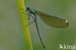 Demoiselle (Calopteryx sp.)