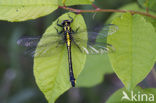 Beekrombout (Gomphus vulgatissimus) 