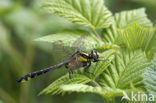 Club-tailed Dragonfly (Gomphus vulgatissimus)