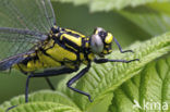 Club-tailed Dragonfly (Gomphus vulgatissimus)