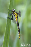 Beekrombout (Gomphus vulgatissimus) 