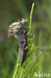 Beekrombout (Gomphus vulgatissimus) 