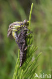 Beekrombout (Gomphus vulgatissimus) 