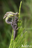 Club-tailed Dragonfly (Gomphus vulgatissimus)