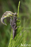 Beekrombout (Gomphus vulgatissimus) 