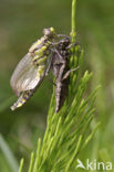 Beekrombout (Gomphus vulgatissimus) 