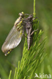 Club-tailed Dragonfly (Gomphus vulgatissimus)
