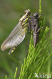 Beekrombout (Gomphus vulgatissimus) 