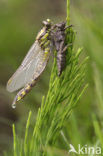 Beekrombout (Gomphus vulgatissimus) 