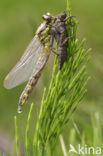 Club-tailed Dragonfly (Gomphus vulgatissimus)