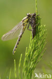 Club-tailed Dragonfly (Gomphus vulgatissimus)